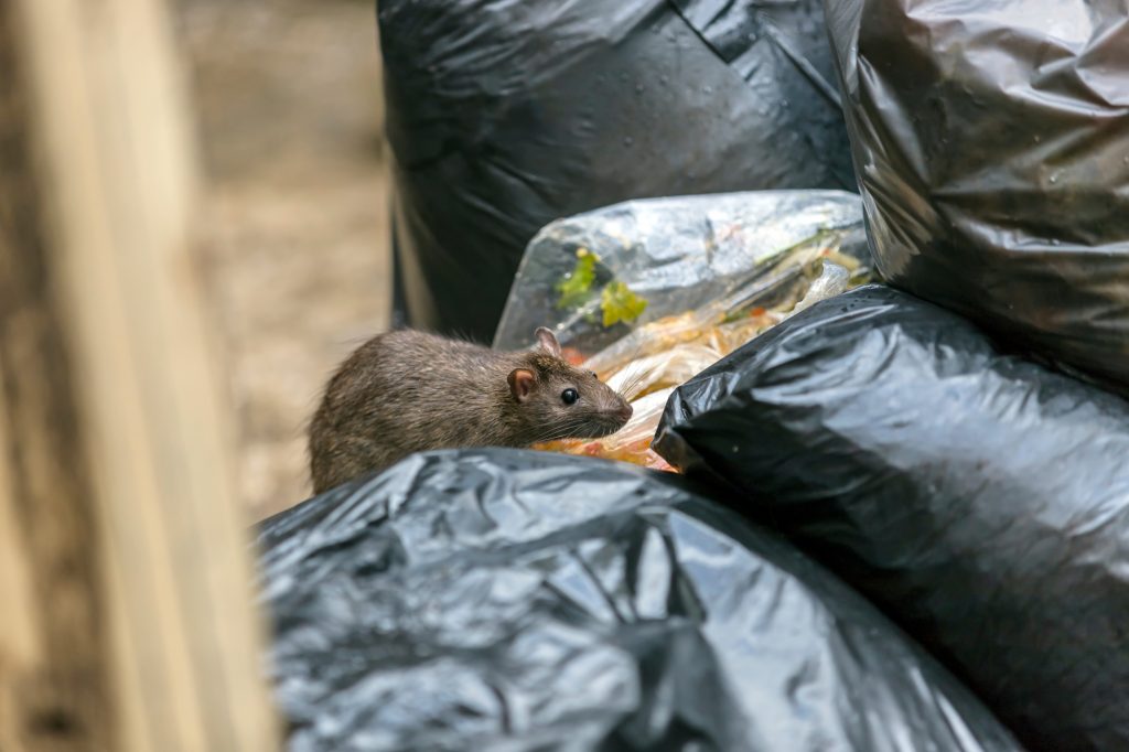 rat on rubbish bins